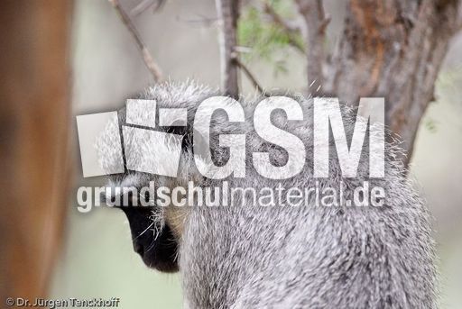 Grüne Meerkatzen (18 von 67).jpg